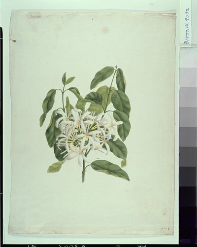 Taberne Montana (Leaves and Flowers) by James Bruce